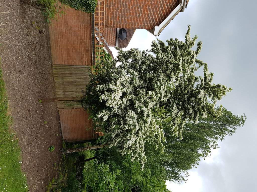 Crataegus monogyna <span class="hidden specialOffer"></span> 150-175 cm